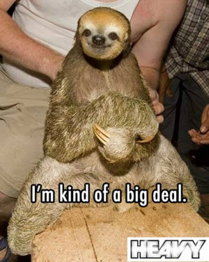 funny sloth memes 08