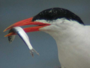 ... -on-busting-hedge-funds-sometimes-a-small-fish-is-very-delicious.jpg