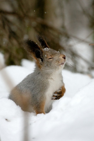 Chipmunks , Snow , Squirrels