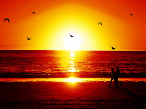 ... Sunset Wallpaper Beach Palm Love , Like sunset beach love quotes