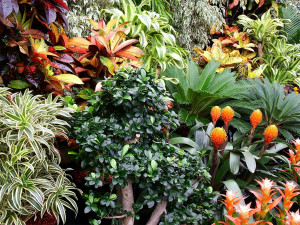 tropical garden plants and flowers