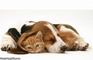 Cute_Kitten_And_Puppy