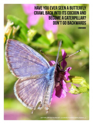 ... Quote #Inspirational #motivational #life #butterfly #lesson #journey #