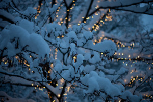 christmas, christmas lights, forest, snow, trees, winter