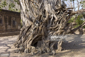 Langur Monkeys in Banyan Tree at Ranthambhore India News Photo