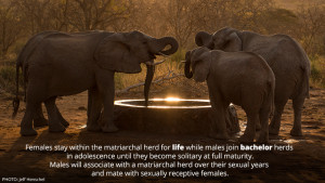 Quotes About Elephants