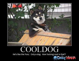 cool dog