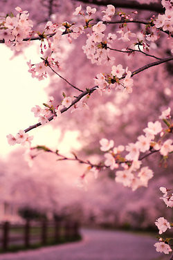 japan japanese beautiful lanterns flower flowers pink cherry blossom ...