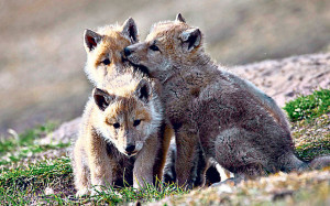 Snow Wolf Family and Me: Mon 29 Dec, BBC Two, 9.00pm Photo: Max Hug ...