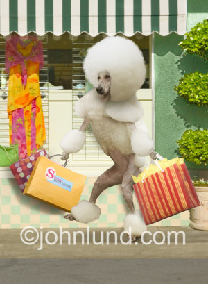 Funny anthropomorphic picture of a poodle with shopping bags walking ...