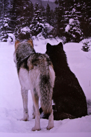 Wolf Play Bow Drawing wolves social hierarchy alpha