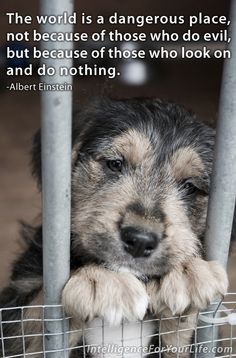 May is animal abuse awareness month. There is nothing more innocent ...