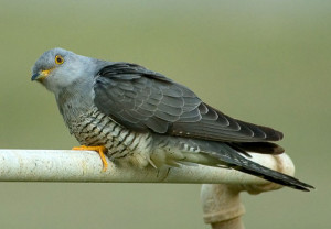 cuckoo Cuculus canorus