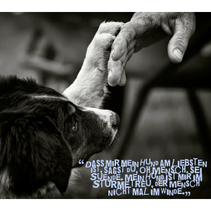 Quotes Picture: dbeeeeeep mir mein hund am liebsten ist, sagst du, oh ...