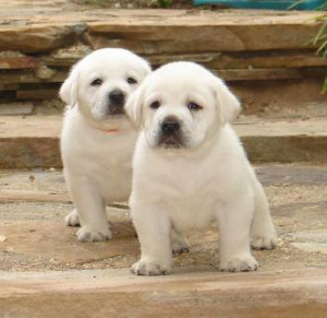 White Lab Puppies