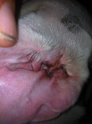 Re: black in staffys ears