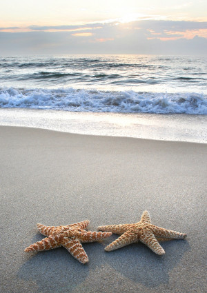 Starfish. Every life form seems to reach out to its own kind in order ...