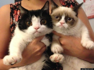 Grumpy Cat's Brother Revealed: Pokey Is An Only Slightly Less Grumpy ...