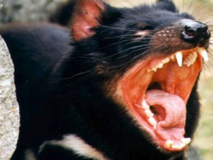 Тасманийският дявол (Sarcophilus laniarius) е ...