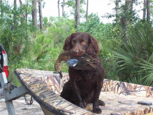 Boykin Spaniel Retriever Club