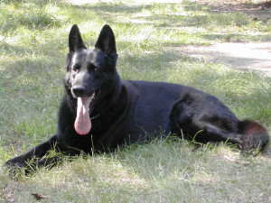 ... days before he passed away. Waldo at 8 yrs-Son of Obsidian and Fire