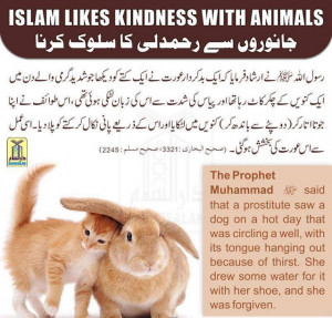 Islam Teaches Kindness With The Animals