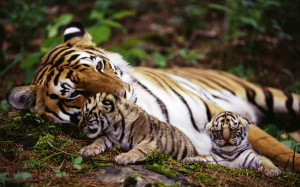 Tigers animals cats babies mother mom mood emotion love children ...