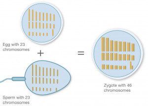 Fertilization Process Chromosomes Through the process of