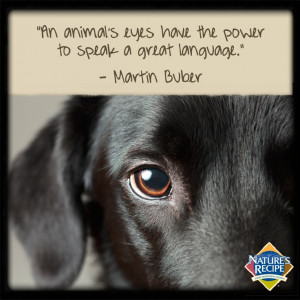 the power to speak a great language quot Martin Buber quote pet dog