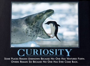 Funny Animals Curiosity