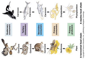 Food Chain Trophic Levels