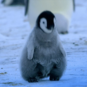 An emperor penguin chick calling for its parents
