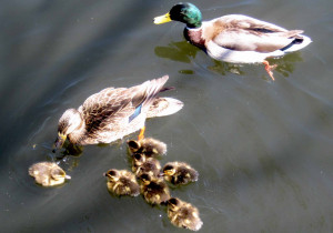 First baby-ducks @ the Duck Pond in Stony Brook-baby_ducks2.jpg