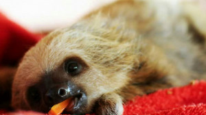 Funny Sloth Animal Pictures...