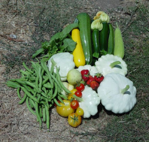 Summer Harvest – Zucchini Recipes