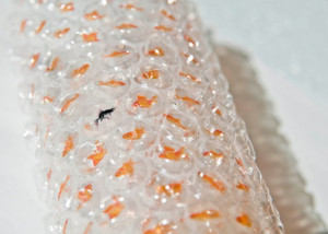 Plastic Bubble Wrap Air Pockets Turned Into Miniature Fish Bowls