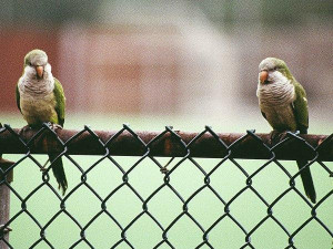 two-parrots-on-a-fence