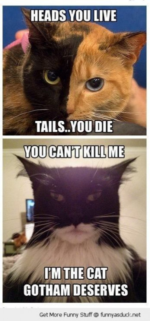 harvey dent two face batman cats animals dark night movie film cinema ...