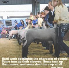 Show Cattle Quotes Lambs, stock show quotes
