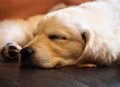 Tsara (Anita K Firth) Tags: dog cute puppy golden canine retriever ...