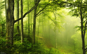 Forest enchanted Wallpapers Pictures Photos Images