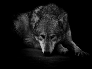 Gray wolf spirit mythical black wild animal HD Wallpaper