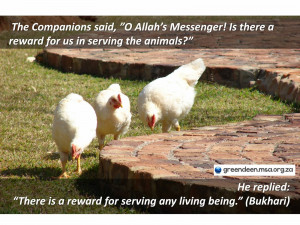 International Animal Rights Day, The NSPCA and the Rights of Animals ...