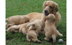 Cachorros Golden Retriever Machos Vendo Hermosos