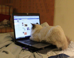 Cat & facebook