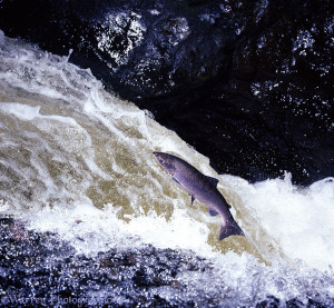 WP05286 Atlantic Salmon ( Salmo salar ) hen leaping falls in Scotland ...