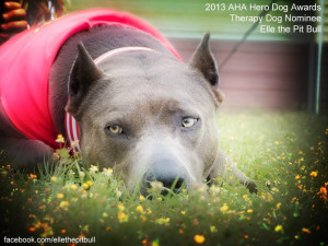 2013 AHA Hero Dog Awards Therapy Dog Nominee, Elle the Pit Bull