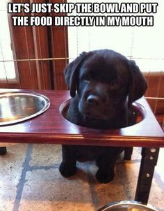 bowl funny quotes memes quote dog meme lol funny quote funny quotes ...