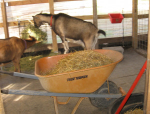 Turn the wheelbarrow in the direction you plan to go before filling it ...