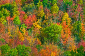 Adirondack Autumn Mountains